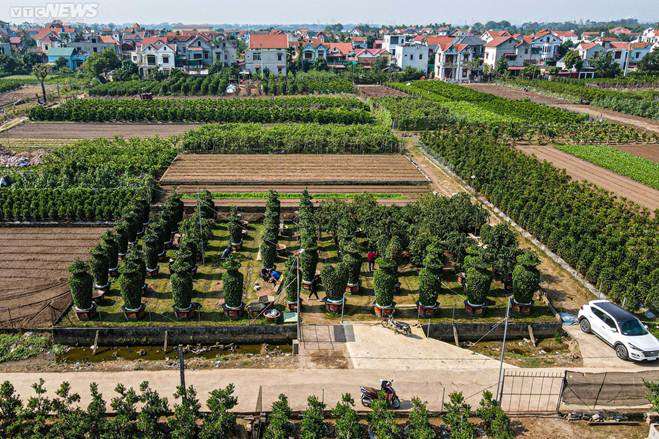 Hàng độc chơi Tết: Quýt cảnh khổng lồ cao 3,2m hình cúp vàng World Cup-2