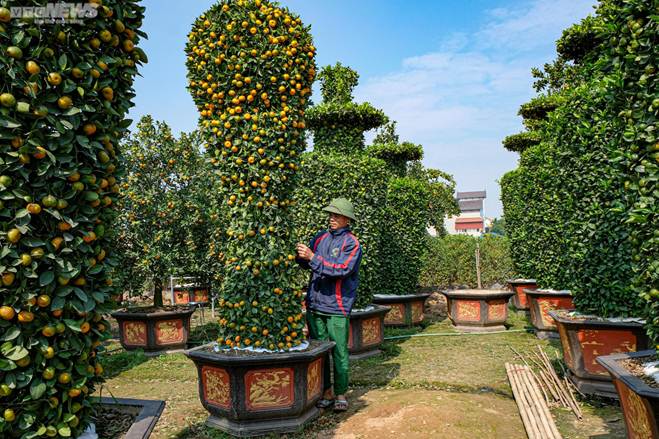 Hàng độc chơi Tết: Quýt cảnh khổng lồ cao 3,2m hình cúp vàng World Cup-3