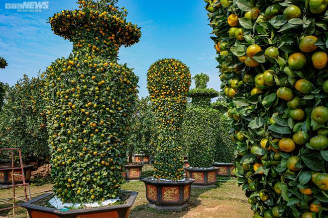 Hàng độc chơi Tết: Quýt cảnh khổng lồ cao 3,2m hình cúp vàng World Cup-4