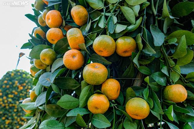 Hàng độc chơi Tết: Quýt cảnh khổng lồ cao 3,2m hình cúp vàng World Cup-5