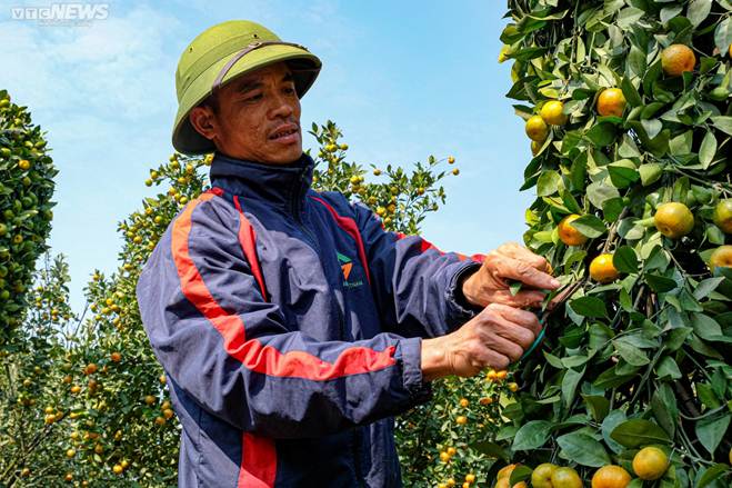 Hàng độc chơi Tết: Quýt cảnh khổng lồ cao 3,2m hình cúp vàng World Cup-6