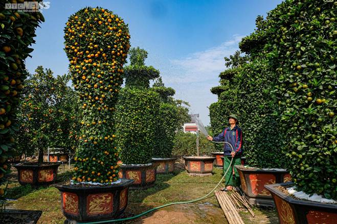 Hàng độc chơi Tết: Quýt cảnh khổng lồ cao 3,2m hình cúp vàng World Cup-7