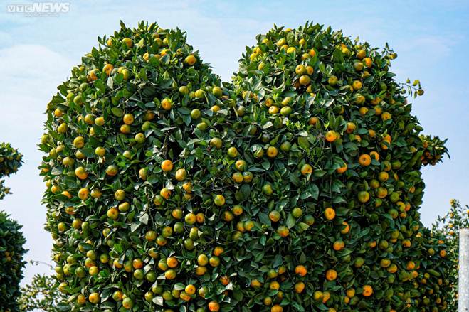 Hàng độc chơi Tết: Quýt cảnh khổng lồ cao 3,2m hình cúp vàng World Cup-9