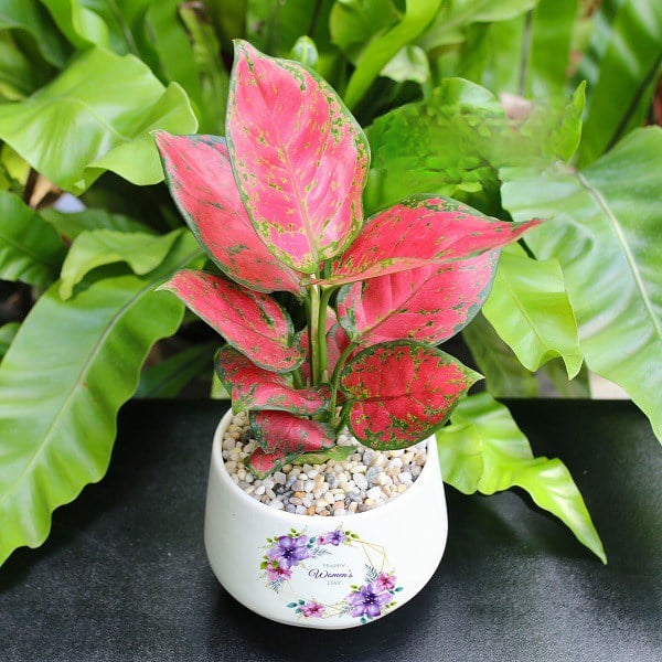 Đừng đặt hoa cúc lên bàn thờ mãi: Đây mới là loại cây lộc khí phừng phừng, nghe tên cũng thấy giàu sang-1