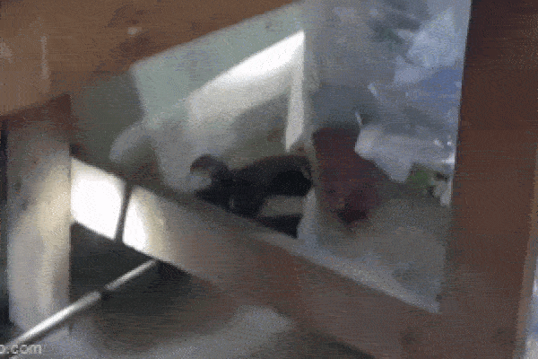 Chết lặng khi phát hiện rắn hổ mang chúa khổng lồ đang trườn trong nhà bếp-1