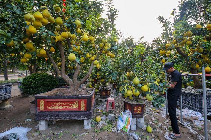 Bưởi Diễn vàng ửng, lúc lỉu quả Nam tiến, giá hàng chục triệu đồng-11