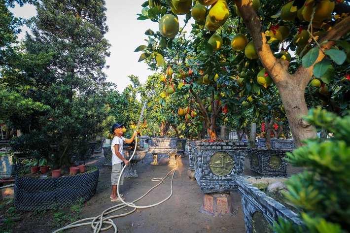 Bưởi Diễn vàng ửng, lúc lỉu quả Nam tiến, giá hàng chục triệu đồng-2