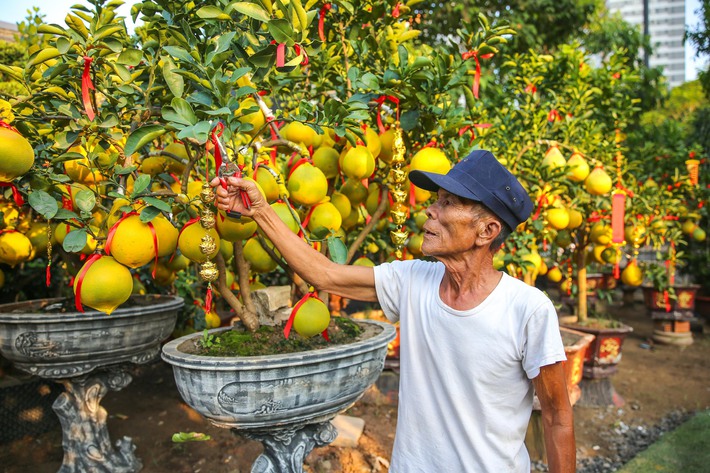 Bưởi Diễn vàng ửng, lúc lỉu quả Nam tiến, giá hàng chục triệu đồng-3