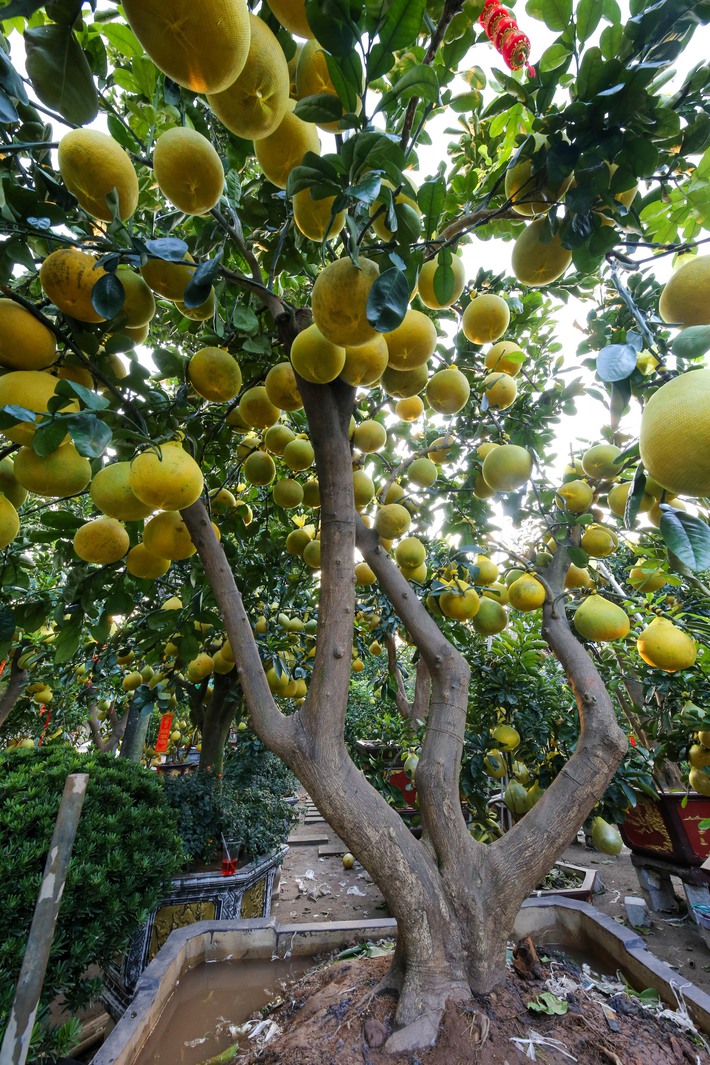 Bưởi Diễn vàng ửng, lúc lỉu quả Nam tiến, giá hàng chục triệu đồng-4