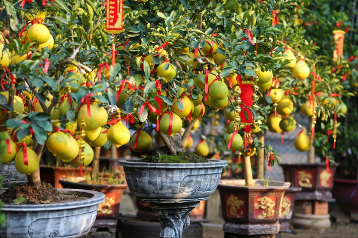 Bưởi Diễn vàng ửng, lúc lỉu quả Nam tiến, giá hàng chục triệu đồng-8