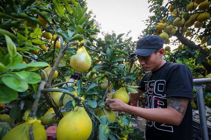 Bưởi Diễn vàng ửng, lúc lỉu quả Nam tiến, giá hàng chục triệu đồng-9