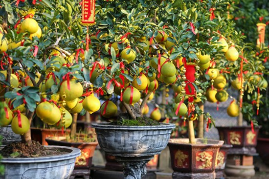 Bưởi Diễn vàng ửng, lúc lỉu quả Nam tiến, giá hàng chục triệu đồng