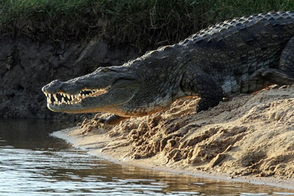 Cụ bà thiệt mạng khi cứu chó cưng khỏi miệng cá sấu-2