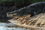 Thiếu nữ mất mạng do bị cá sấu tấn công khi tắm sông-1