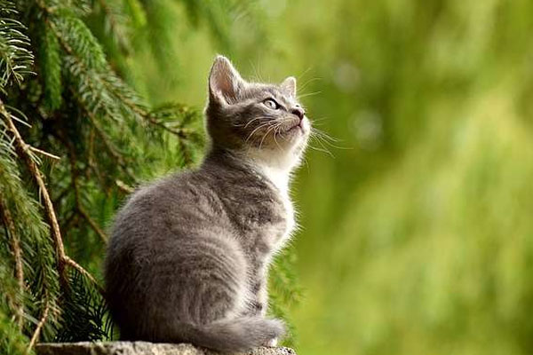 Đúng 15/12, 3 tuổi này có Tài Tinh chiếu mệnh vạn sự sinh sôi, tình cảm thăng hoa-1