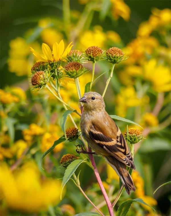 2023 là năm tươi sáng với 4 con giáp này, danh vọng, tiền tài đều vượng, mọi việc suôn sẻ-1