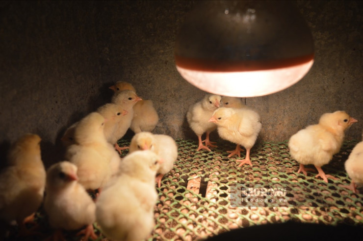 Loại gà tưởng chỉ có trong tranh, dành cho vua được đại gia Việt đặt tiền trước cả năm để ăn chơi dịp Tết-1