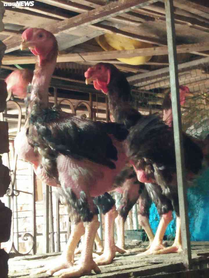 Loại gà tưởng chỉ có trong tranh, dành cho vua được đại gia Việt đặt tiền trước cả năm để ăn chơi dịp Tết-2