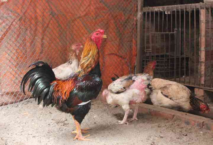 Loại gà tưởng chỉ có trong tranh, dành cho vua được đại gia Việt đặt tiền trước cả năm để ăn chơi dịp Tết-3