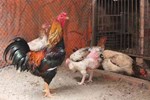 Chi cả trăm triệu săn lùng loại gà nằm lò sưởi, đại gia Việt vẫn phấp phỏng lo không có để ăn Tết-4