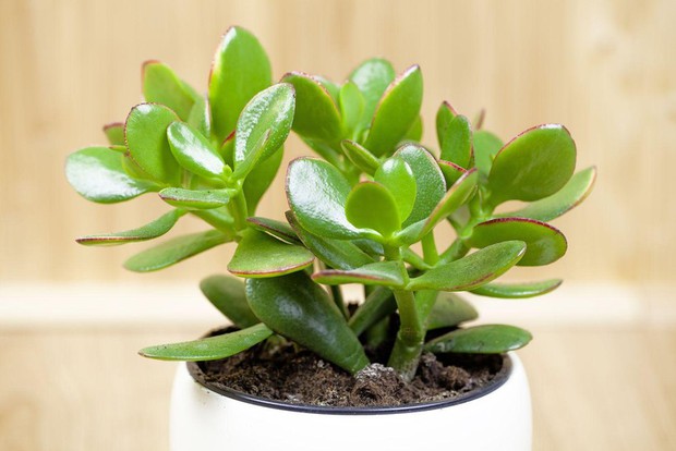 6 loại cây như nam châm hút tiền bạn nên trồng trong nhà-2