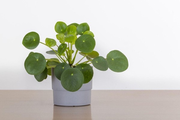 Chuyên gia phong thủy dặn kĩ: Phòng khách không đặt 3 thứ, sân nhà đừng trồng 3 cây, đó là gì?-2