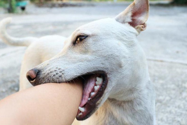 Xin bỏ qua lỗi vi phạm không thành, nam thanh niên châm lửa đốt xe máy-4