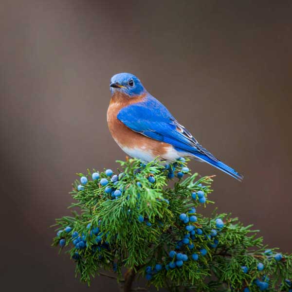 Hết tháng 11 Âm lịch, 4 con giáp không còn vất vả, đón tháng 12 tốt lành, mọi sự suôn sẻ-4