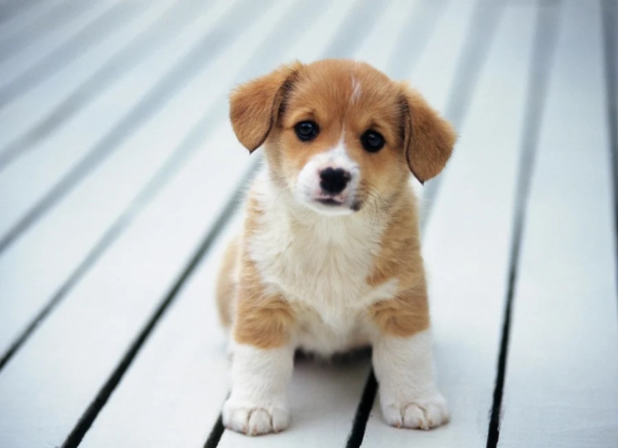 Nhà có 6 điềm lành này xuất hiện, gia chủ tài lộc dồi dào, con cháu đời đời phú quý-3