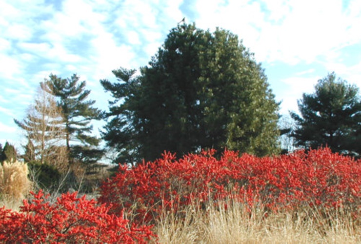 Cây dại ở nước ngoài về Việt Nam giá tiền triệu, chị em đua nhau mua-4