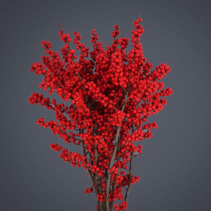 Cây dại ở nước ngoài về Việt Nam giá tiền triệu, chị em đua nhau mua-6