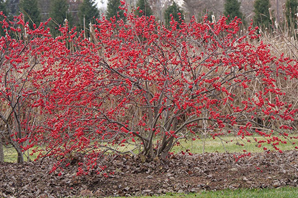 Kỳ lạ dân đặt mua loại cây nhìn như cỏ dại về làm cảnh, giá đến 50.000 đồng/kg-3