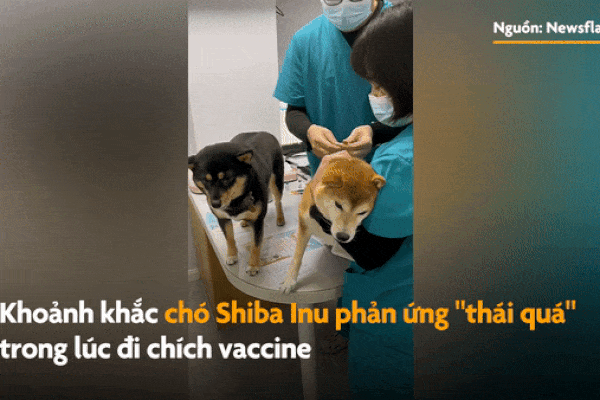 Chú chó Shiba kêu khóc khi bị chích vaccine