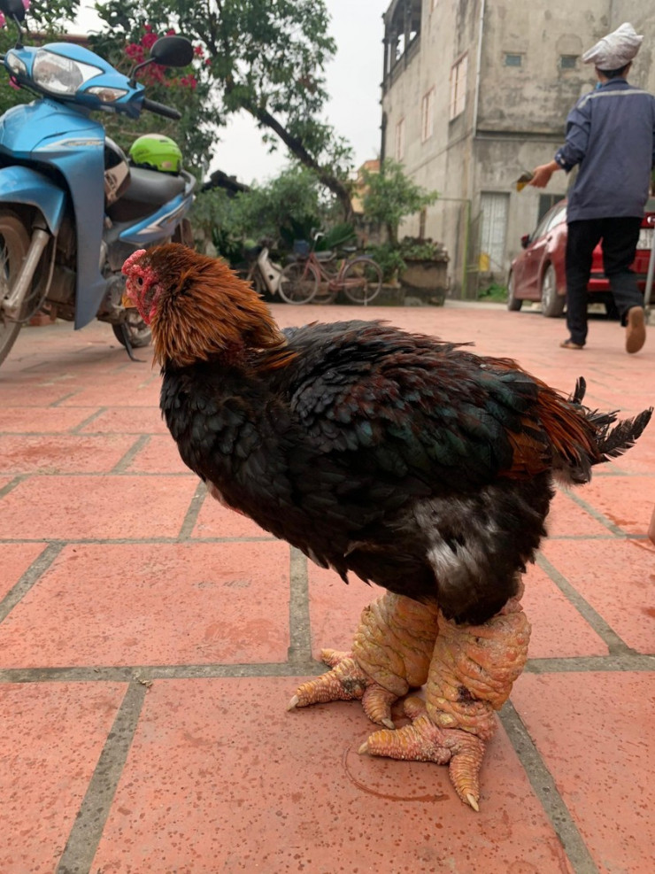 Chi cả trăm triệu săn lùng loại gà nằm lò sưởi, đại gia Việt vẫn phấp phỏng lo không có để ăn Tết-1