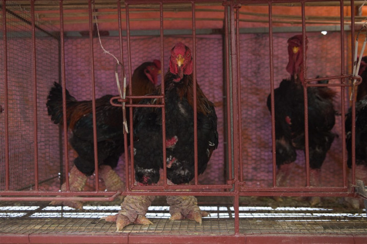 Chi cả trăm triệu săn lùng loại gà nằm lò sưởi, đại gia Việt vẫn phấp phỏng lo không có để ăn Tết-2
