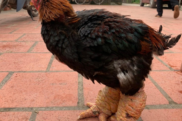 Gần 20 triệu đồng/đôi, đại gia vẫn không ngại xuống tiền để sở hữu loại gà hàng độc chỉ ngắm chứ chẳng dám ăn-4