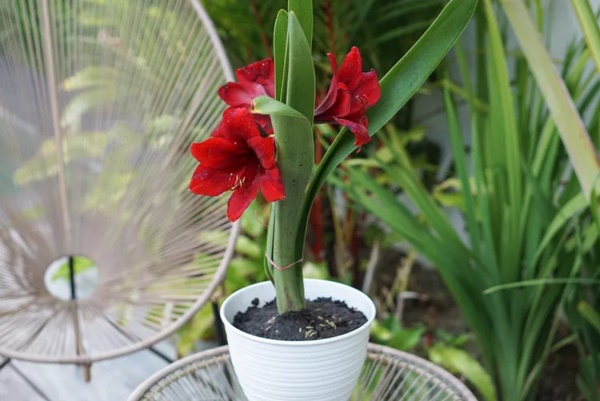 Loại cây hoàn hảo làm quà tặng cho ngày lễ Giáng sinh-4