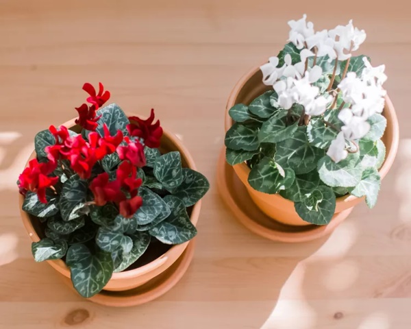 Loại cây hoàn hảo làm quà tặng cho ngày lễ Giáng sinh-8