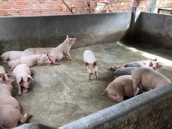 Thúy Nga bật mí cơ ngơi của ca sĩ Siu Black ở quê nhà Tây Nguyên-4