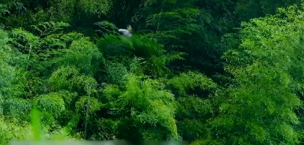 Cụ ông sở hữu khinh công bay lượn trong rừng trúc như phim cổ trang, là phi nhân cuối cùng của Trung Quốc-4