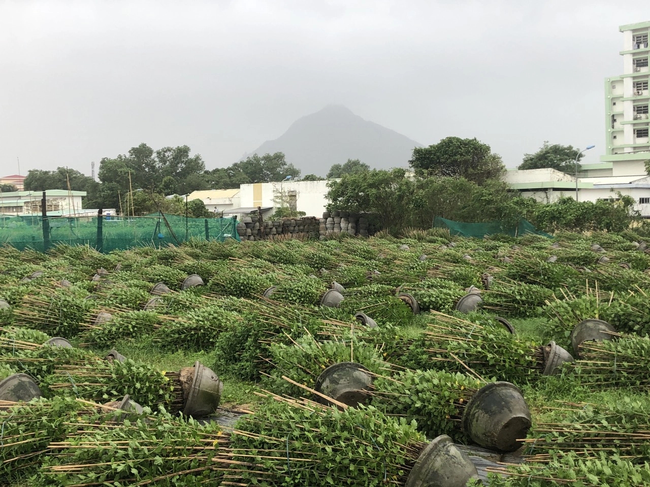 CLIP: Gió mùa Đông Bắc như bão ở Phú Yên, người té ngã, hoa tả tơi-1