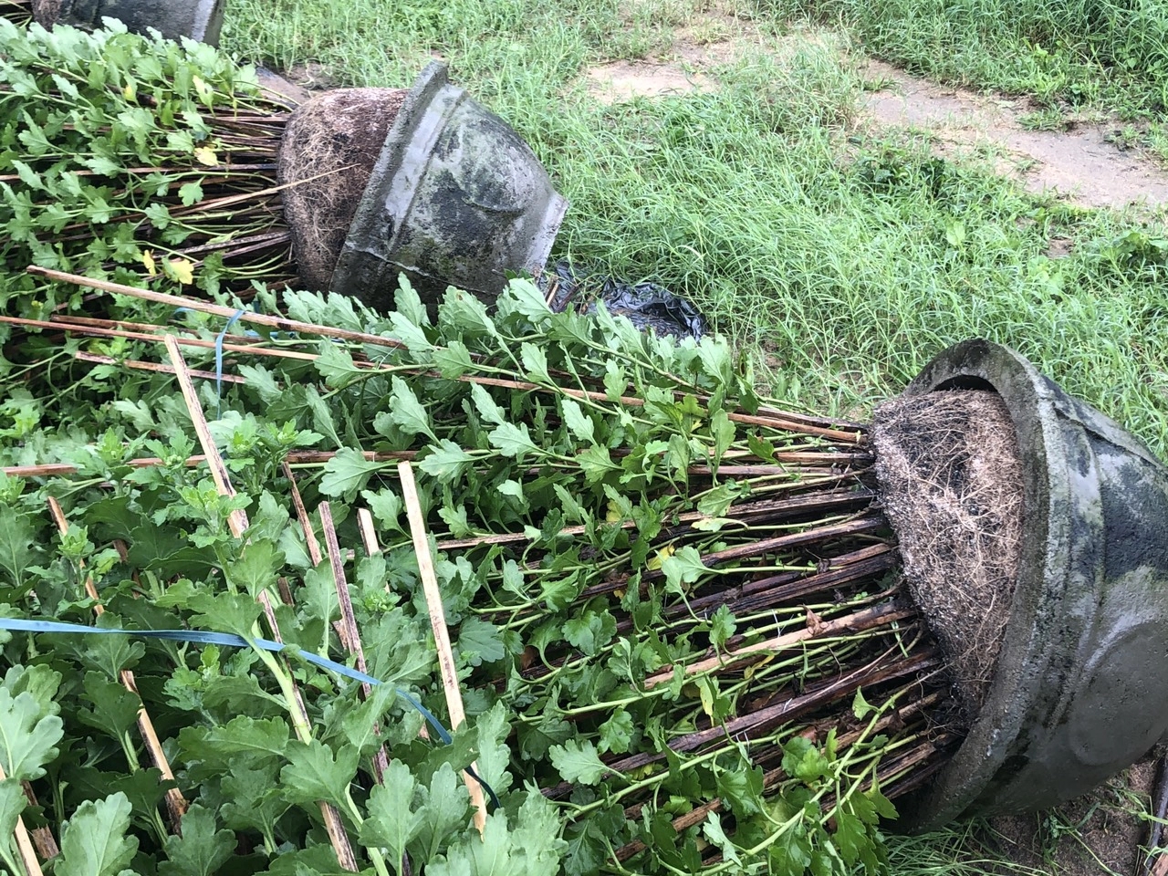 CLIP: Gió mùa Đông Bắc như bão ở Phú Yên, người té ngã, hoa tả tơi-2