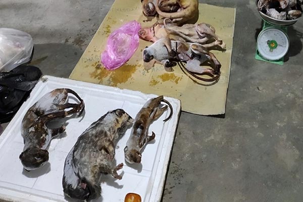 Phát hoảng khi nhìn thấy quỷ Tasmania dưới gầm ghế-1