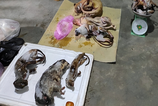 Phát hiện 2 cơ sở tàng trữ động vật hoang dã để bán cho khách nhậu Tết-2
