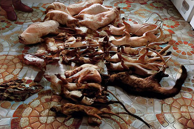 Phát hiện 2 cơ sở tàng trữ động vật hoang dã để bán cho khách nhậu Tết-1