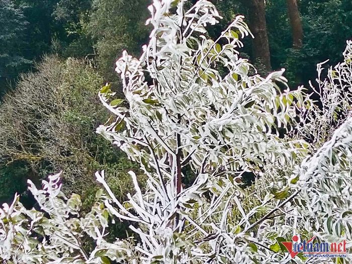 Rừng cây bạc trắng băng tuyết ở Nghệ An-5