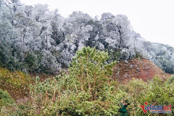 Rừng cây bạc trắng băng tuyết ở Nghệ An-4