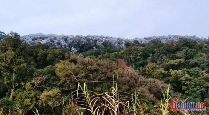 Rừng cây bạc trắng băng tuyết ở Nghệ An-3