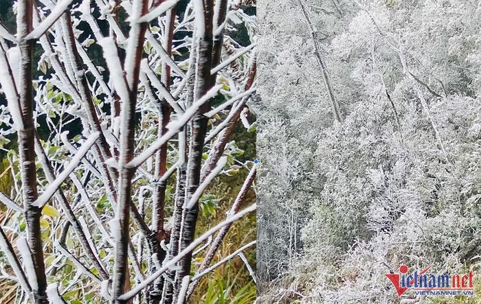 Rừng cây bạc trắng băng tuyết ở Nghệ An-6