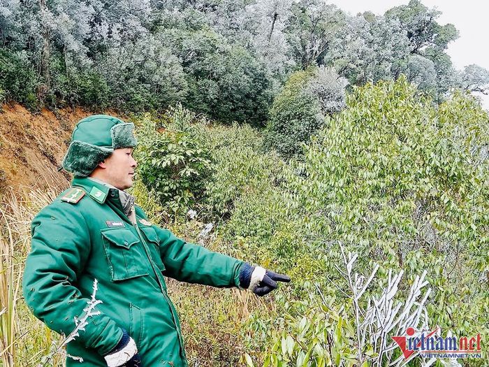 Rừng cây bạc trắng băng tuyết ở Nghệ An-2